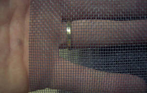 Insect Meshes